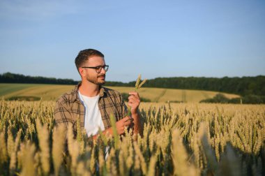 Hasatta Buğday Tarlasında Çiftçi.