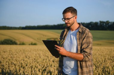 Buğday tarlasında çömelmiş ekinleri inceleyen çiftçi..