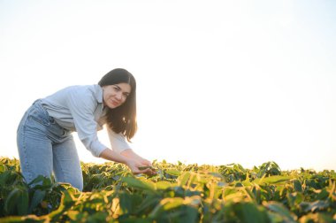 Beyaz kadın çiftlik işçisi yaz akşamları soya tarlasını inceliyor.