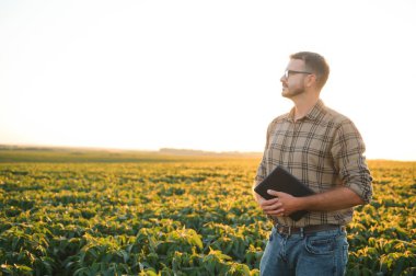Soya tarlasında çiftçi. Açık havada büyümek