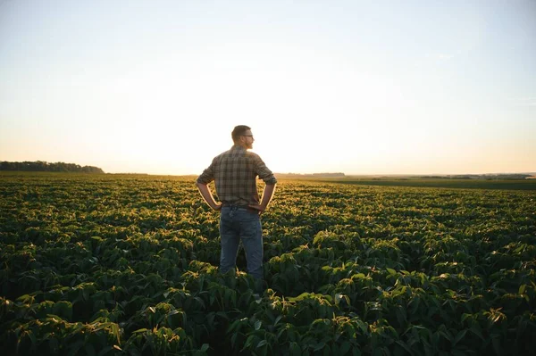 Agronomen Inspekterar Sojabönsodlingar Gården Jordbruksproduktion Ung Agronomen Undersöker Sojabönsodling Fältet — Stockfoto
