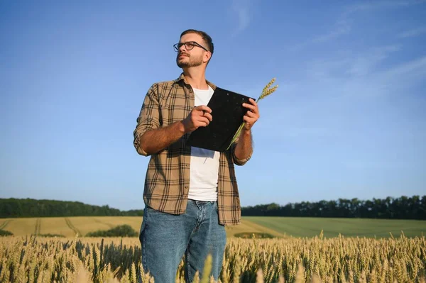 Farmer Examining Crops Crouching Wheat Farm — Stock Photo, Image