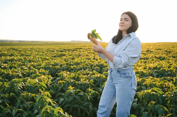 Tarımcı bir kadının portresi tarlada yetişen soya fasulyesi yapraklarını inceledi.