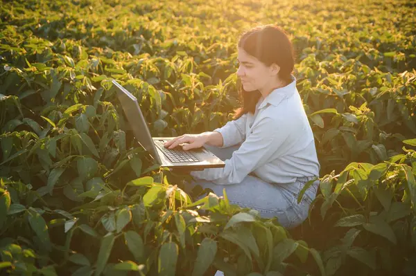 フィールド夏の夕方に大豆を検査する白人女性農場労働者 — ストック写真
