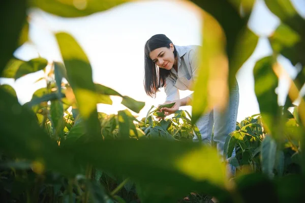 Egy Gyönyörű Női Mezőgazdasági Termelő Vagy Agronómus Vizsgálja Szójababot Területen — Stock Fotó