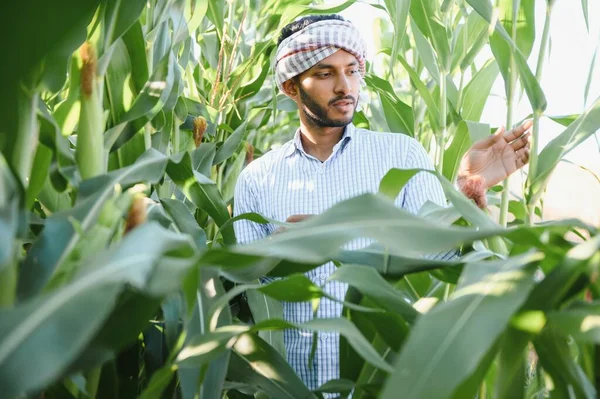 Farmer at corn field. A farmer or agronomist inspects the corn crop