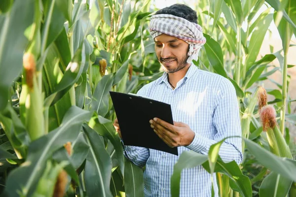 South Asian Agronomist Farmer Inspecting Corn Field Farm Agriculture Production — Stock Photo, Image