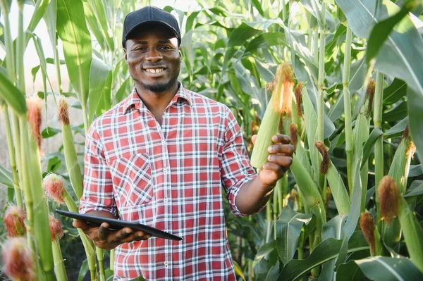 Africký Farmář Drží Čerstvou Kukuřici Ekologické Farmě Úsměvem Štěstím Zemědělství — Stock fotografie