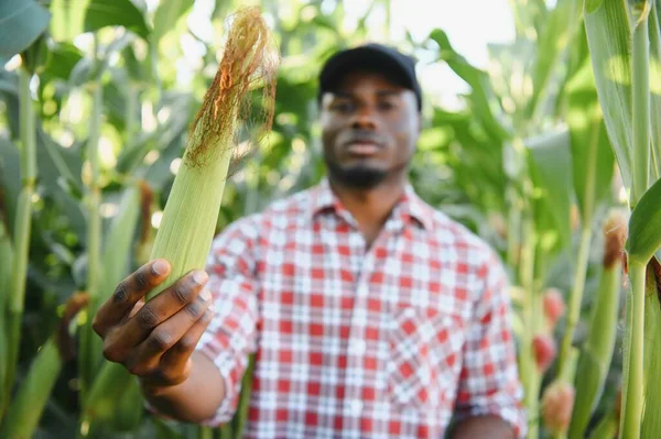 Africký Farmář Drží Čerstvou Kukuřici Ekologické Farmě Úsměvem Štěstím Zemědělství — Stock fotografie