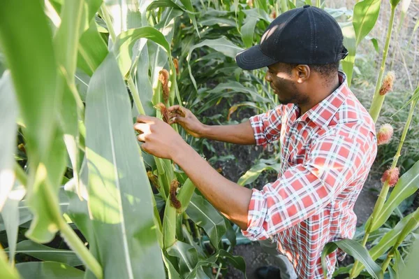 Africký Farmář Stojí Poli Pěstování Kukuřice — Stock fotografie