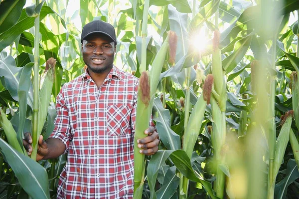 Afrikalı Amerikalı Çiftçi Tarımcı Mısır Mahsulünü Inceler Tarım Kavramı — Stok fotoğraf