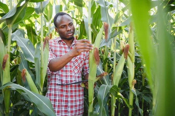 Giovane Bell Agricoltore Afroamericano Agronomo Ispeziona Coltivazione Mais — Foto Stock