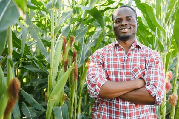 African Farmer Stand Corn Plantation Field — Stock Photo, Image