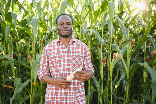 Hombre Agricultor Africano Sosteniendo Maíz Fresco Granja Orgánica Con Sonrisa — Foto de Stock