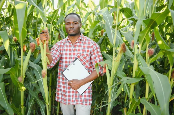 Ung Stilig Afroamerikansk Bonde Eller Lantbrukare Inspekterar Majs Gröda — Stockfoto