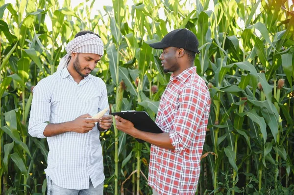 Two African Indian Farmers Check Harvest Corn Field — Stock Photo, Image