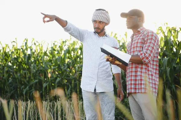 Africký Americký Farmář Indián Kukuřičném Poli Koncept Mezinárodních Vztahů Agrárním — Stock fotografie