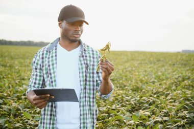 Afrika kökenli Amerikalı bir erkek çiftçi ya da tarım uzmanı gün batımında bir tarlada soya fasulyesini teftiş eder.