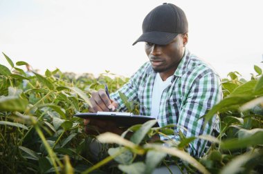 Soya tarlasında gün batımında Afrikalı Amerikalı erkek çiftçi