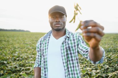Afrika kökenli Amerikalı bir erkek çiftçi ya da tarım uzmanı gün batımında bir tarlada soya fasulyesini teftiş eder.