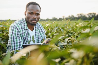 Soya tarlasında gün batımında Afrikalı Amerikalı erkek çiftçi