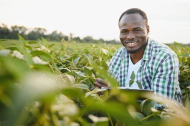 Afrika kökenli Amerikalı bir erkek çiftçi ya da tarım uzmanı gün batımında bir tarlada soya fasulyesini teftiş eder.