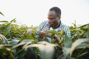 Soya tarlasında tarımcı bir Afrikalı mahsulü inceliyor.