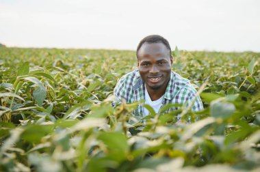 Afrika kökenli Amerikalı bir erkek çiftçi ya da tarım uzmanı gün batımında bir tarlada soya fasulyesini teftiş eder.