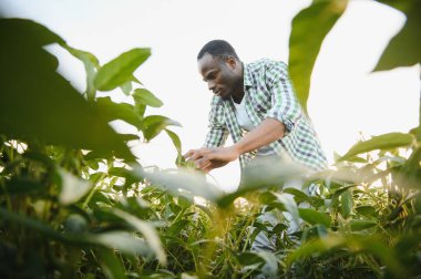 Soya tarlasında gün batımında Afrikalı Amerikalı erkek çiftçi