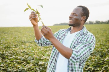 Soya tarlasında gün batımında Afrikalı Amerikalı erkek çiftçi