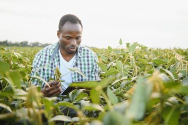 Afrika kökenli Amerikalı bir erkek çiftçi ya da tarım uzmanı gün batımında bir tarlada soya fasulyesini teftiş eder.