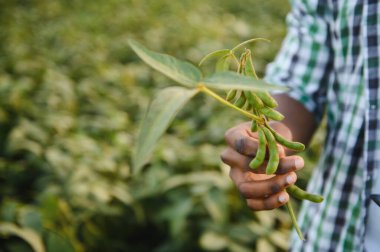 Soya tarlasında tarımcı bir Afrikalı mahsulü inceliyor.