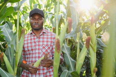 Genç Afrikalı Afrikalı Amerikalı Çiftçi veya Agronomist mısır hasadını denetliyor