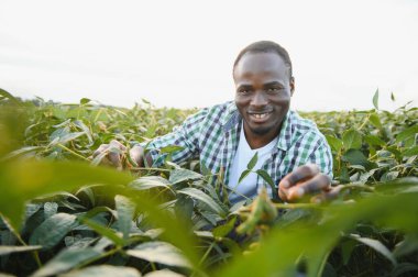 Soya tarlasında tarımcı bir Afrikalı mahsulü inceliyor.