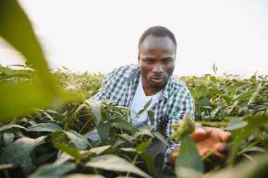 Soya tarlasında gün batımında Afrikalı Amerikalı erkek çiftçi