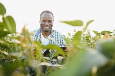 Afrika kökenli Amerikalı bir erkek çiftçi ya da tarım uzmanı gün batımında bir tarlada soya fasulyesini teftiş eder.
