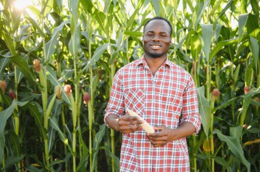 Genç Afrikalı Afrikalı Amerikalı Çiftçi veya Agronomist mısır hasadını denetliyor