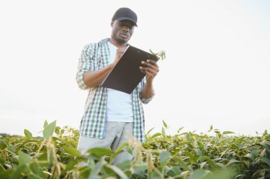 Soya tarlasında gün batımında Afrikalı Amerikalı erkek çiftçi
