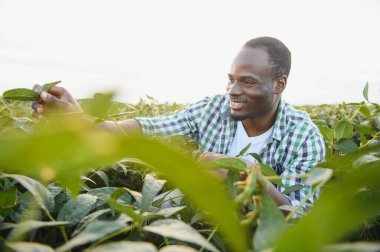 Afrika kökenli Amerikalı bir erkek çiftçi ya da tarım uzmanı gün batımında bir tarlada soya fasulyesini teftiş eder.