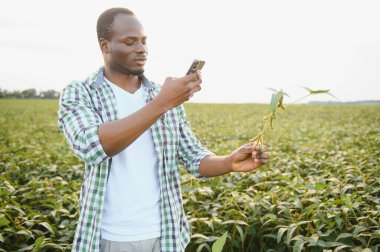 Soya tarlasında gün batımında Afrikalı Amerikalı erkek çiftçi