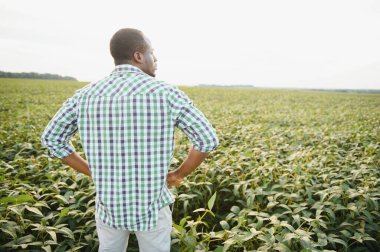 Çiftçi büyüyen soya fasulyesi tarlasında duruyor. Bitkilerin gelişimi onu tatmin ediyor.