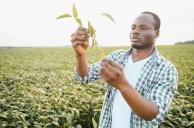 Afrika kökenli Amerikalı bir erkek çiftçi ya da tarım uzmanı gün batımında bir tarlada soya fasulyesini teftiş eder.