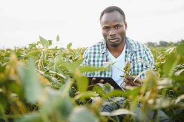 Soya tarlasında gün batımında Afrikalı Amerikalı erkek çiftçi