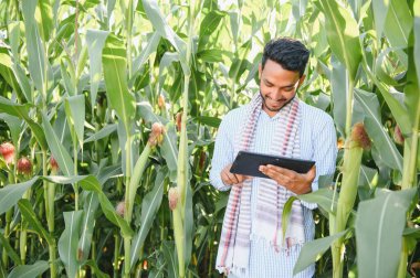 Güney Asyalı tarımcı çiftçi mısır tarlası çiftliğini inceliyor. Tarım üretim kavramı