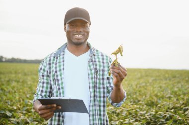 Soya tarlasında gün batımında Afrikalı Amerikalı erkek çiftçi