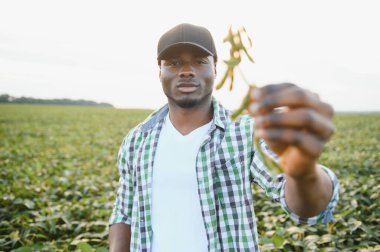 Soya tarlasında tarımcı bir Afrikalı mahsulü inceliyor.