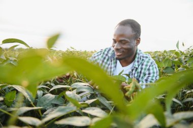 Soya tarlasında gün batımında Afrikalı Amerikalı erkek çiftçi