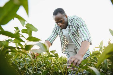 Afrika kökenli Amerikalı bir erkek çiftçi ya da tarım uzmanı gün batımında bir tarlada soya fasulyesini teftiş eder.