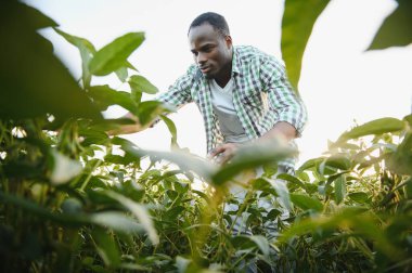 Soya tarlasında tarımcı bir Afrikalı mahsulü inceliyor.