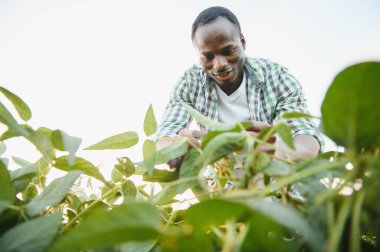 Afrika kökenli Amerikalı bir erkek çiftçi ya da tarım uzmanı gün batımında bir tarlada soya fasulyesini teftiş eder.